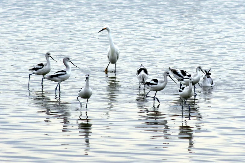 A snowy egret wading among American avocets in the shallow waters of Pea Island National Wildlife Refuge near Rodanthe