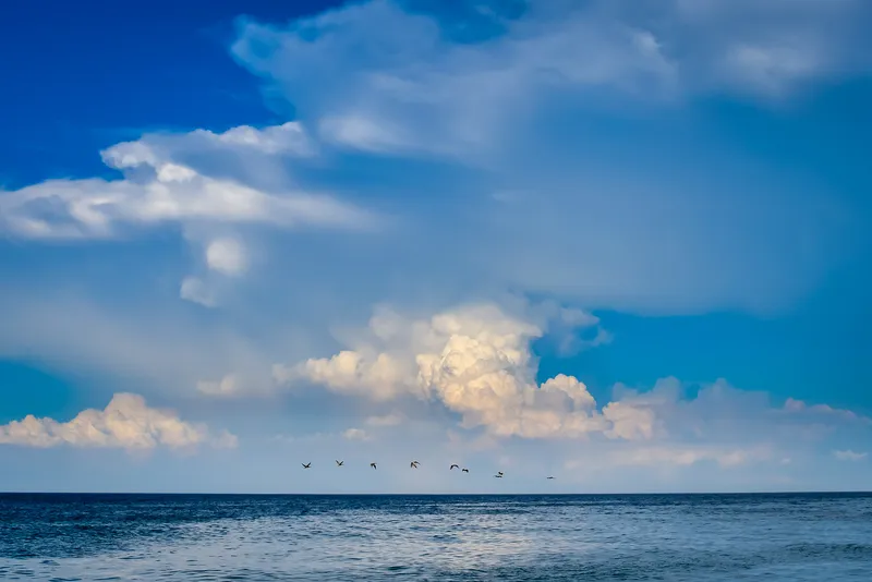 Brown pelicans flying in formation along the coastline over the beach at Hatteras Island
