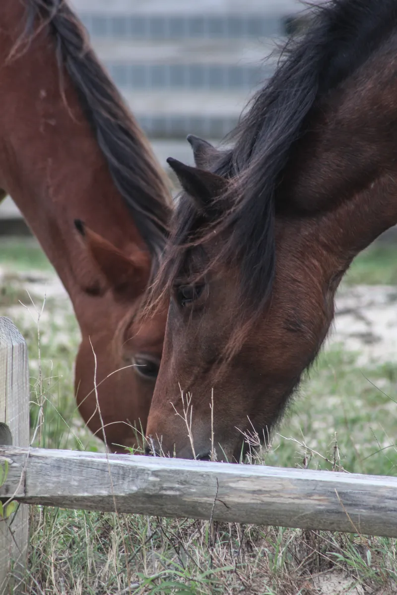 A lone wild horse walking on the beach in the Carova area of the Outer Banks, with ocean waves in the background