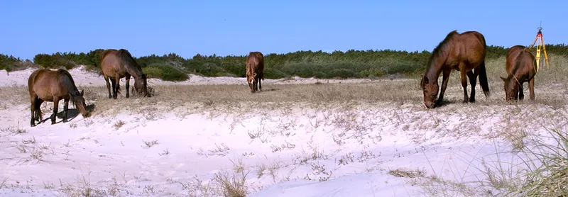 Panoramic view of wild horses walking along the sand dunes with beach grass in Corolla, wide landscape format