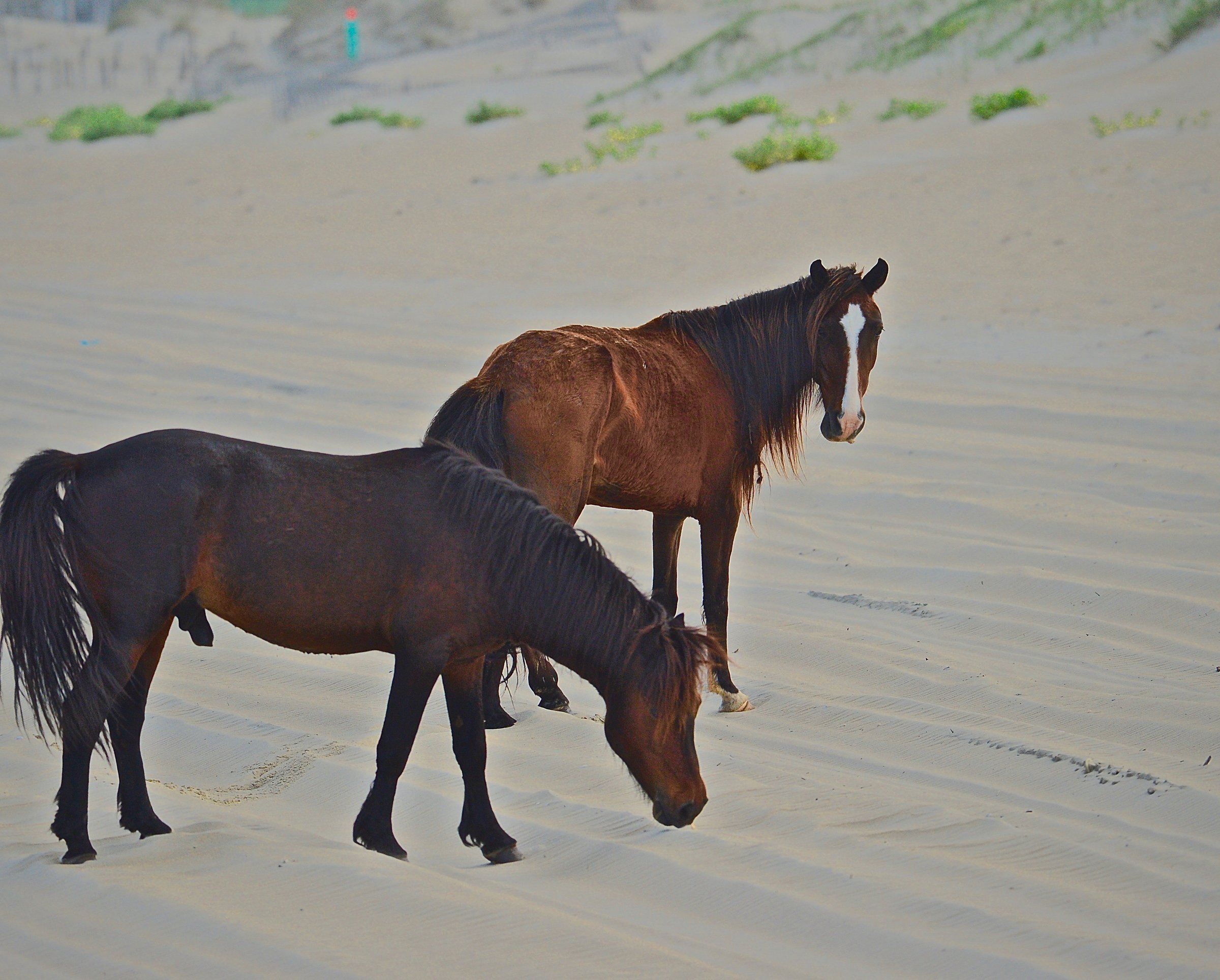 Two wild Spanish mustangs walking along the sandy beach with dunes in the background on the 4WD beaches north of Corolla, Outer Banks NC
