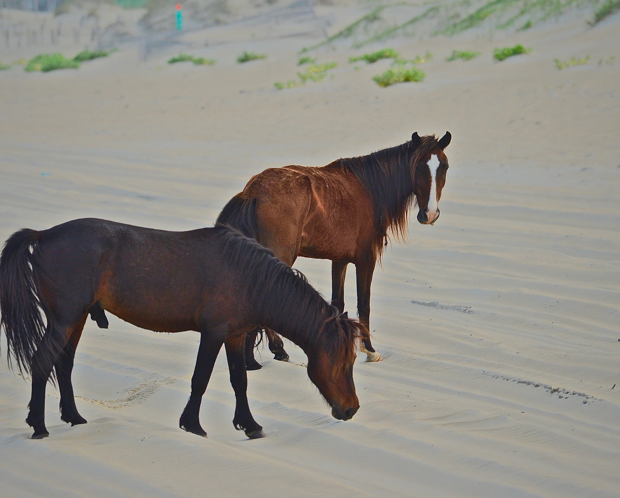 Two wild Spanish mustangs walking along the sandy beach with dunes in the background on the 4WD beaches north of Corolla, Outer Banks NC