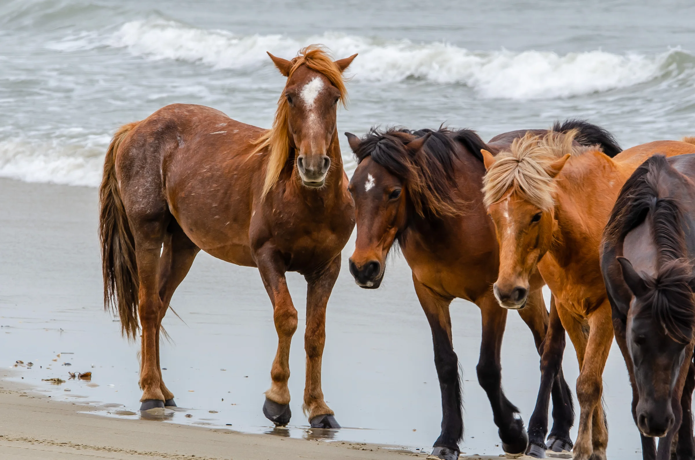 Wild horses grazing on the sandy shore at Carova Beach, Outer Banks, with sea oats and dunes in the background